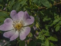 Rosa canina 41, Hondsroos, Saxfraga-Jan van der Straaten