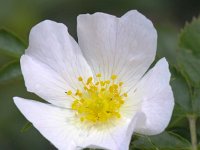 Rosa canina 42, Hondsroos, Saxifraga-Bart Vastenhouw