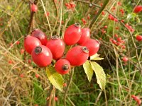 Rosa canina 45, Hondsroos, Saxifraga-Rutger Barendse