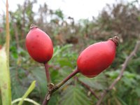 Rosa canina 46, Hondsroos, Saxifraga-Rutger Barendse