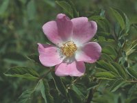 Rosa canina 6, Hondsroos, Saxifraga-Jan van der Straaten