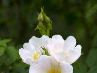 Rosa canina 63, Hondsroos, Saxifraga-Roel Meijer