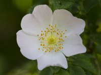 Rosa canina 66, Hondsroos, Saxifraga-Jan Nijendijk