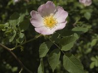 Rosa canina 9, Hondsroos, Saxifraga-Marijke Verhagen