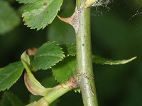 Rosa corymbifera 3, Heggenroos, Saxifraga-Rutger Barendse