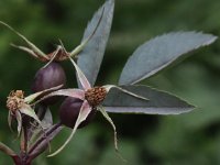 Rosa glauca 3, Bergroos, Saxifraga-Peter Meininger