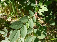 Rosa glauca 4, Bergroos, Saxifraga-Rutger Barendse