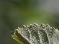 Rosa micrantha 3, Kleinbloemige roos, Saxifraga-Rutger Barendse