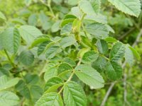 Rosa micrantha 7, Kleinbloemige roos, Saxifraga-Rutger Barendse