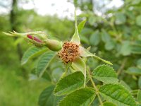 Rosa micrantha 8, Kleinbloemige roos, Saxifraga-Rutger Barendse