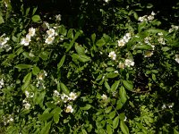 Rosa multiflora 11, Veelbloemige roos, Saxifraga-Ed Stikvoort