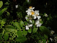 Rosa multiflora 13, Veelbloemige roos, Saxifraga-Ed Stikvoort