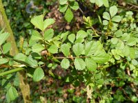 Rosa multiflora 2, Veelbloemige roos, Saxifraga-Rutger Barendse