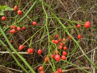 Rosa multiflora 5, Veelbloemige roos, Saxifraga-Rutger Barendse