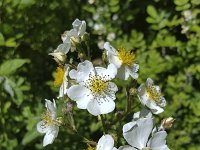 Flowering Multiflora rose (Rosa multiflora)  Flowering Multiflora rose (Rosa multiflora) : flora, floral, flower, flowers, growth, plant, prime, spring, summer, white, blossom, blossoming, in bloom, horticulture, horticultural, nature, natural, petal, petals, pistil, pistils, stamen, stamens, flowering, multiflora rose, rosa, rosa multiflora, springtime, summertime, beauty, beaytiful, beauty in nature, outside, outdoors