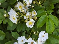 Flowering Multiflora Rose (Rosa multiflora) : blossom, blossoming, flora, floral, flower, flowering, flowers, growth, horticultural, horticulture, in bloom, multiflora rose, natural, nature, petal, petals, pistil, pistils, plant, prime, rosa, rosa multiflora, spring, stamen, stamens, summer, white