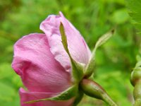 Rosa pendulina 3, Saxifraga-Rutger Barendse