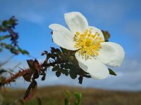 Rosa pimpinellifolia 16, Duinroos, Saxifraga-Ed Stikvoort