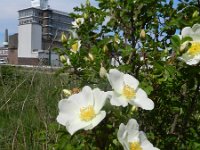 Rosa pimpinellifolia 17, Duinroos, Saxifraga-Rutger Barendse