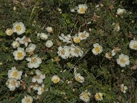 Rosa pimpinellifolia 21, Duinroos, Saxifraga-Jan van der Straaten