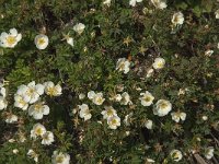 Rosa pimpinellifolia 22, Duinroos, Saxifraga-Jan van der Straaten