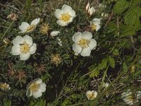 Rosa pimpinellifolia 25, Duinroos, Saxifraga-Jan van der Straaten