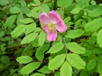 Rosa pseudoscabriscula 2, Saxifraga-Rutger Barendse   4