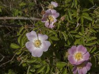 Rosa rubiginosa 18, Egelenatier, Saxifraga-Jan van der Straaten