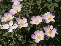 Rosa rubiginosa 22, Egelantier, Saxifraga-Willem van Kruijsbergen