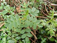 Rosa rubiginosa 3, Egelantier, Saxifraga-Rutger Barendse