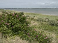 Rosa rugosa 4, Rimpelroos, Saxifraga-Jan van der Straaten