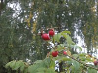 Rosa sherardii 2, Saxifraga-National Botanical Garden of Latvia