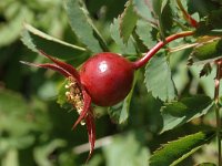 Rosa spinosissima 3, Saxifraga-Jan van der Straaten