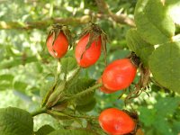 Rosa tomentosa 4, Viltroos, Saxifraga-Rutger Barendse