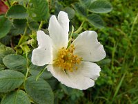 Rosa villosa 12, Bottelroos, Saxifraga-Hans Grotenhuis