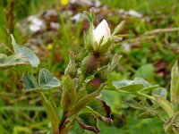 Rosa villosa 13, Bottelroos, Saxifraga-Hans Grotenhuis
