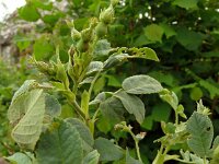 Rosa villosa 14, Bottelroos, Saxifraga-Hans Grotenhuis