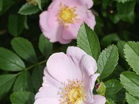 Rosa virginiana 4, Saxifraga-Rutger Barendse