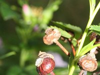 Rosa virginiana 5, Saxifraga-Rutger Barendse