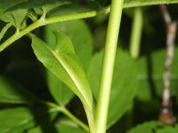 Rosa virginiana 6, Saxifraga-Rutger Barendse