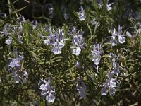 Rosmarinus officinalis 10, Rozemarijn, Saxifraga-Jan van der Straaten