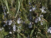 Rosmarinus officinalis 14, Rozemarijn, Saxifraga-Willem van Kruijsbergen