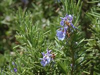 Rosmarinus officinalis 2, Rozemarijn, Saxifraga-Jan van der Straaten