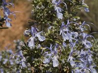 Rosmarinus officinalis 21, Rozemarijn, Saxifraga-Jan van der Straaten