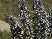 Rosmarinus officinalis 23, Rozemarijn, Saxifraga-Jan van der Straaten