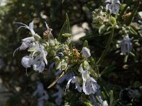 Rosmarinus officinalis 27, Rozemarijn, Saxifraga-Willem van Kruijsbergen