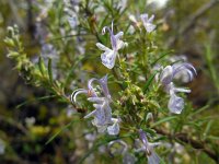 Rosmarinus officinalis 31, Rozemarijn, Saxifraga-Ed Stikvoort