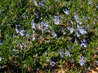 Rosmarinus officinalis 33, Rozemarijn, Saxifraga-Ed Stikvoort