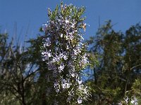 Rosmarinus officinalis 9, Rozemarijn, Saxifraga-Jan van der Straaten