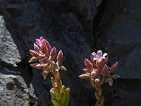 Rosularia sempervivum 2, Saxifraga-Ed Stikvoort